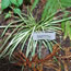 Carex hachijoensis Evergold